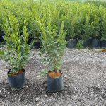 Griselinia littoralis Green Horizon, coastal evergreen hedge, green glossy leaves, salt tolerant