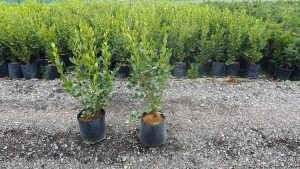 Griselinia littoralis Green Horizon, coastal evergreen hedge, green glossy leaves, salt tolerant