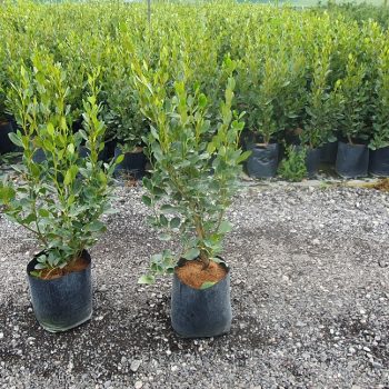 Griselinia littoralis Green Horizon, coastal evergreen hedge, green glossy leaves, salt tolerant