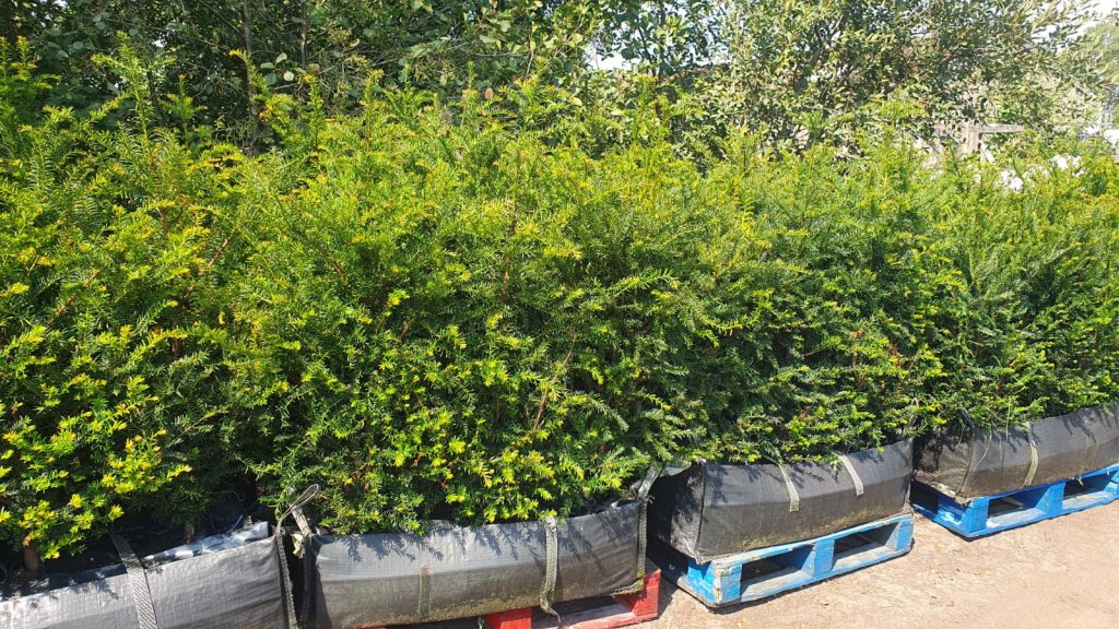 Benefits of Yew, Evergreen