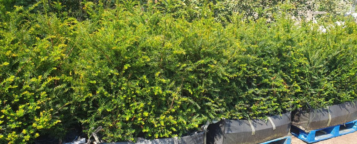Benefits of Yew, Evergreen