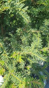Close up yew hedge