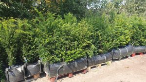 Dense Yew Hedge