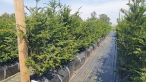 Yew growing conditions