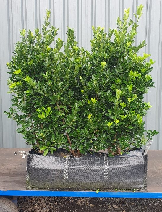 Coastal hedging Euonymus Japonicus, glossy green leaves, slow growing, front garden hedge, salt tolerant
