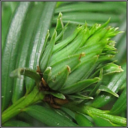 Gall Midge on Yew