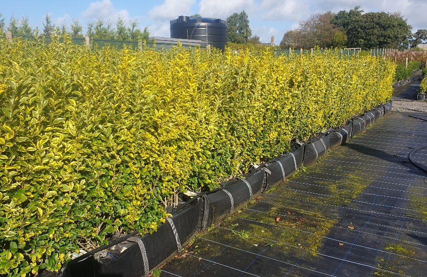 Colourful Hedge Golden Hedge Privet Hedge Fast growing Hedges Front Garden Hedge Boundary Hedge evergreen screening Privacy Hedging Easy Maintenance low cost Ligustrum Ovalifolium Aureum Oval Leaved Privet
