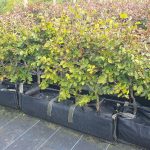 Green beech, instant hedge, pre grown hedge, Green foliage, native hedge