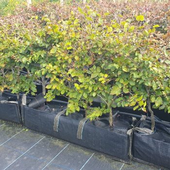 Green beech, instant hedge, pre grown hedge, Green foliage, native hedge