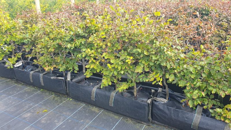 Green beech, instant hedge, pre grown hedge, Green foliage, native hedge