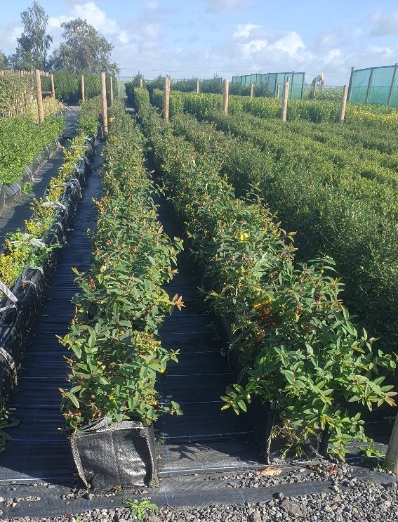 Hypericum Hidcote Pre grown hedge, informal flowering hedge, Yellow flowers,