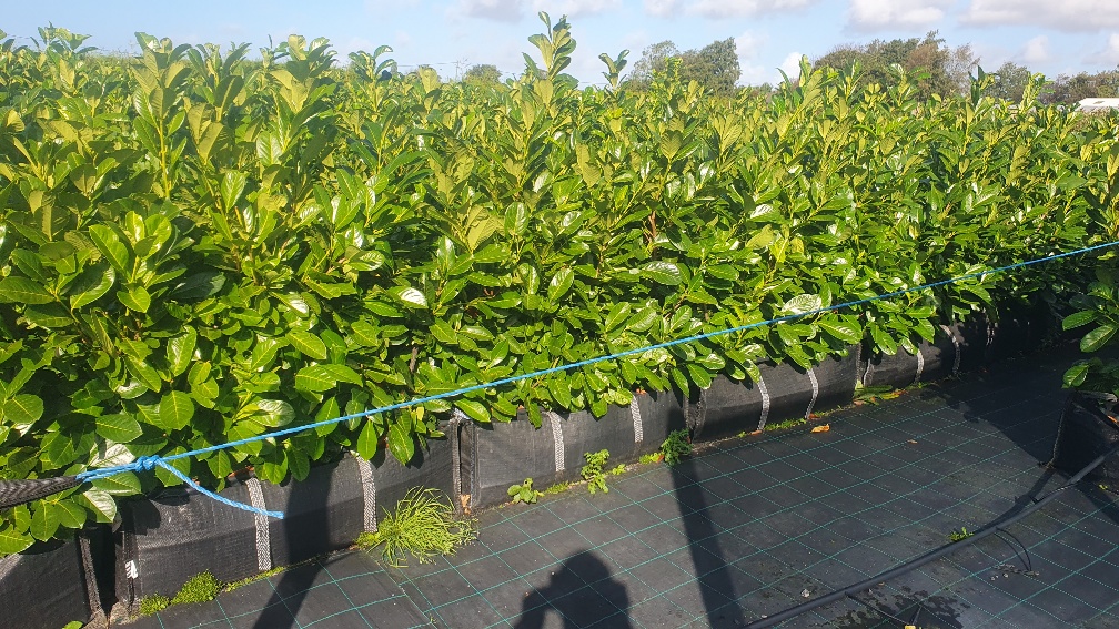 Evergreen Hedge fast growing Green Leaves Instant Landscaping Instant Hedging Tall hedging Front Garden Hedge Boundary Hedge Laurel Hedge Prunus Laurocerasus Rotundifolia Driveway Hedges hedging laurels