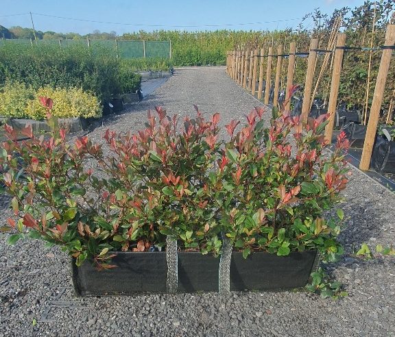 Photinia Little Red Robin 40L instant hedge, compact, slow-growing, colourful, dwarf evergreen shrub ideal for low hedges and small garden borders