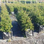 Pyracantha Teton pre grown hedge, Firethorn, Evergreen Foliage, creamy-white spring flowers, yellow-orange autumn berries
