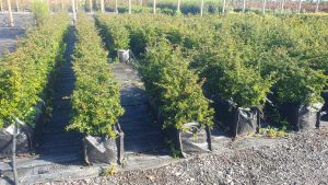 Pyracantha Teton pre grown hedge, Firethorn, Evergreen Foliage, creamy-white spring flowers, yellow-orange autumn berries