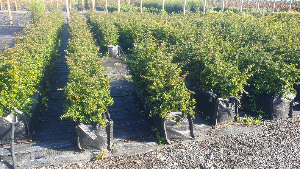 Pyracantha Teton pre grown hedge, Firethorn, Evergreen Foliage, creamy-white spring flowers, yellow-orange autumn berries