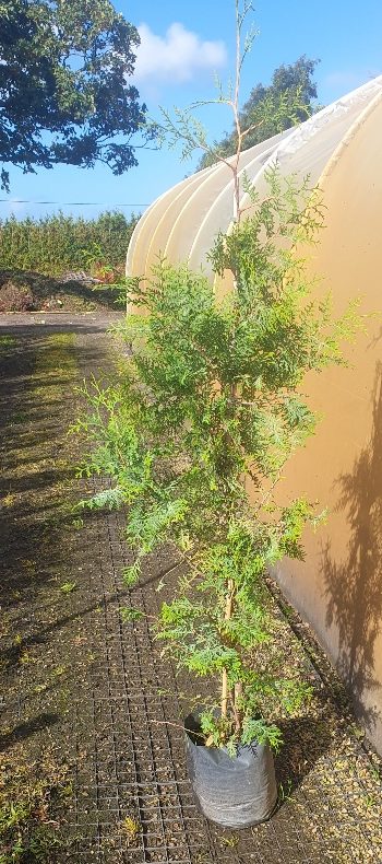 Conifer Hedge Conifer Tree Fast Growing Trees Fragrant Foliage Security Hedge
