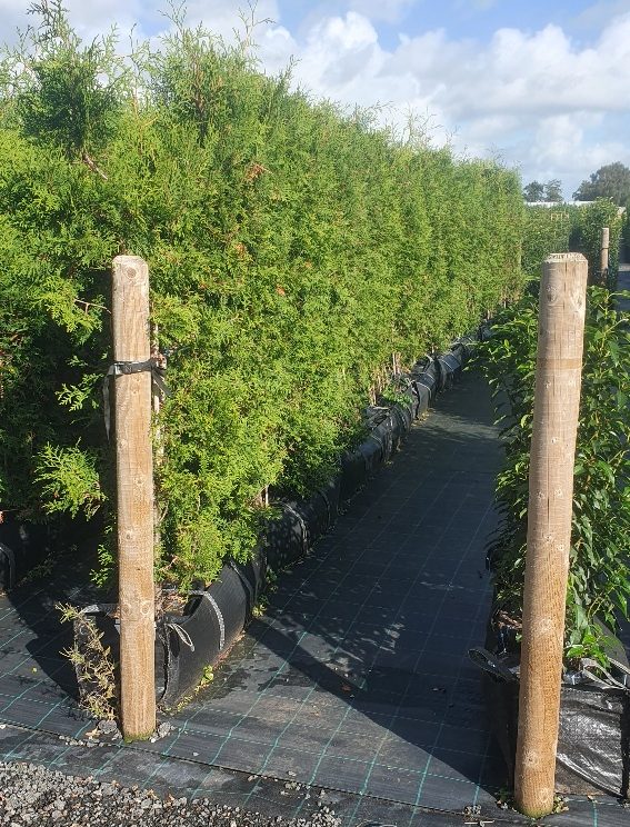 Conifer Hedge Conifer Tree Fast Growing Trees Fragrant Foliage Security Hedge