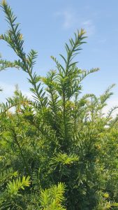 Yew Hedge