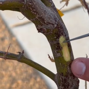 Is my Yew still alive? Test to check